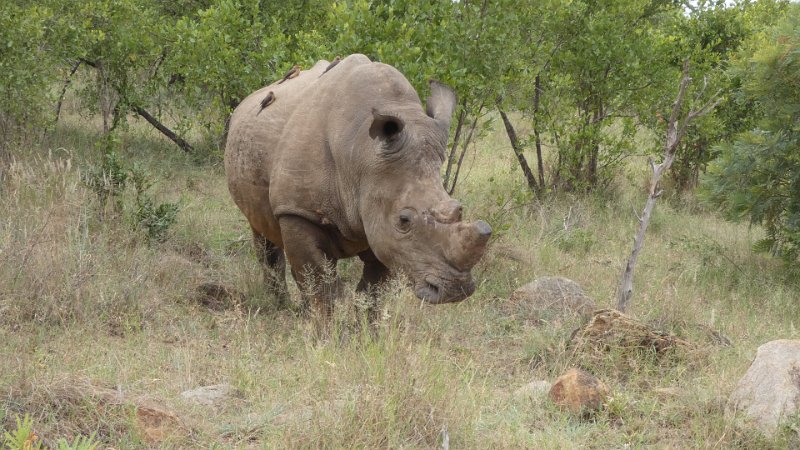White Rhino mit Madenhackern.jpg